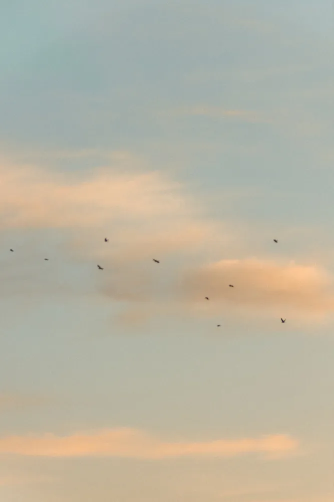 Abendhimmel mit Vögeln